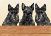 Scottish Terrier Puppies